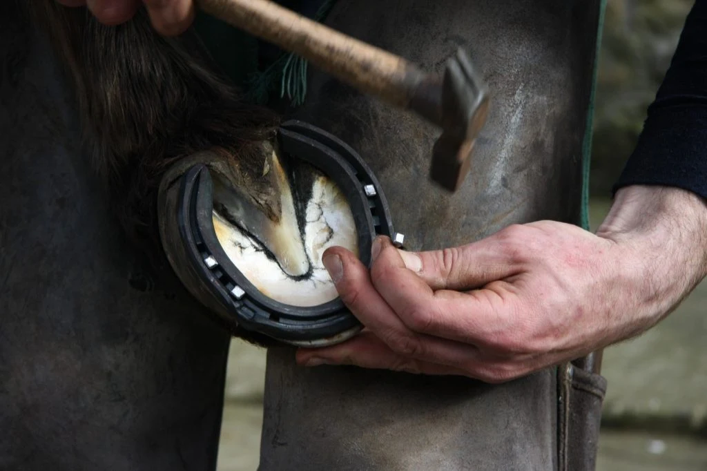Close-up of a horseshoe being fitted to a hoof