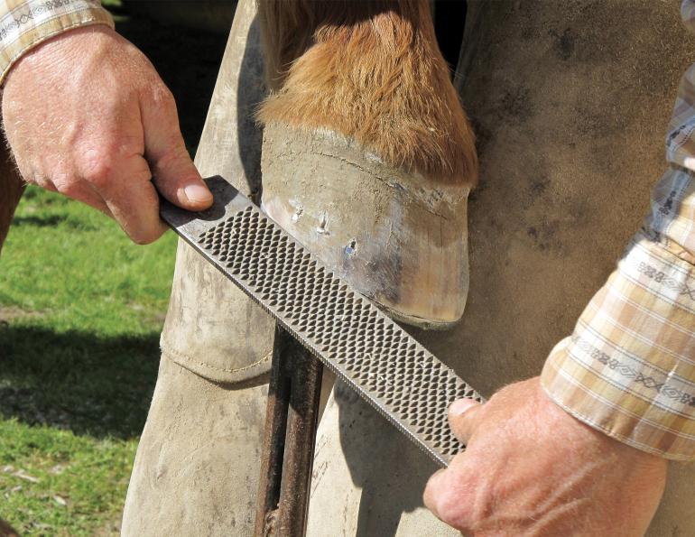 Hoof Care Tips